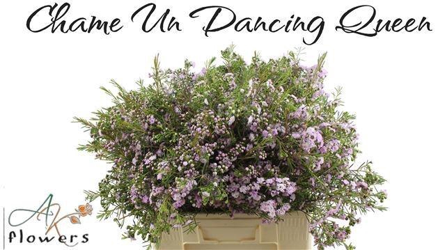 <h4>CHAME UN DANC QUEEN</h4>