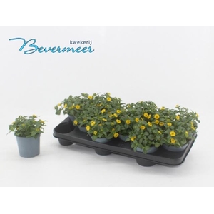 SANV PROCUMBENS