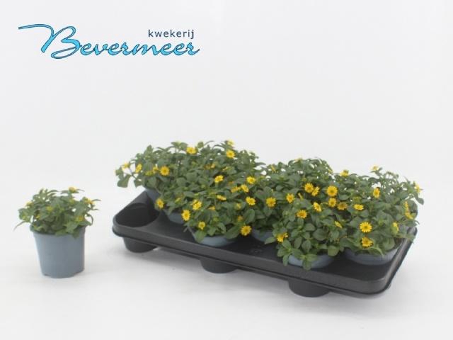 <h4>SANV PROCUMBENS</h4>