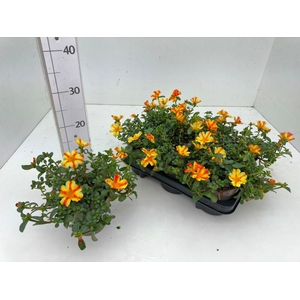 PORT PAZ NANO YELLOW