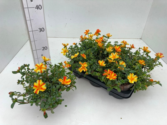 <h4>PORT PAZ NANO YELLOW</h4>