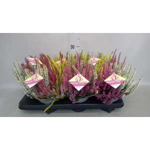 Calluna vulg. 'High Five'   ...mix