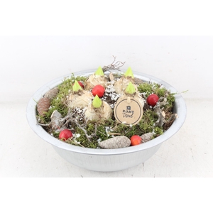 arr4 Hyacint PL - Zink schaal L