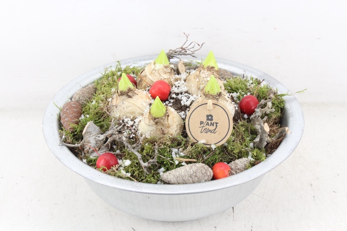 <h4>arr4 Hyacint PL - Zink schaal L</h4>