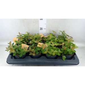 Peperomia angulata