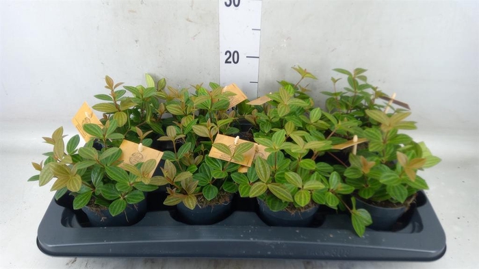 <h4>Peperomia angulata</h4>