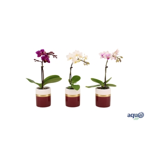 Dolomite Horizon Bordeaux Tiny Dolls Mix 1T7+ Aqu@