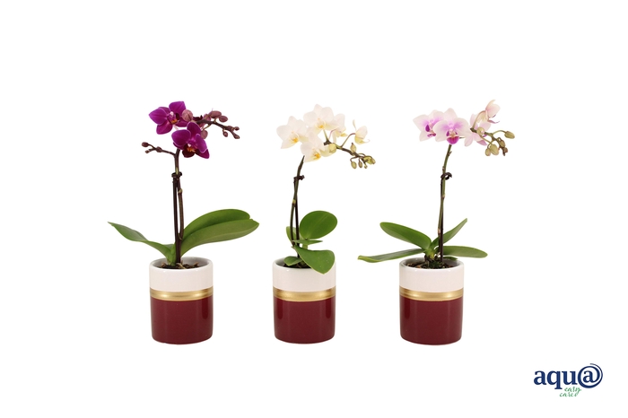 <h4>Dolomite Horizon Bordeaux Tiny Dolls Mix 1T7+ Aqu@</h4>