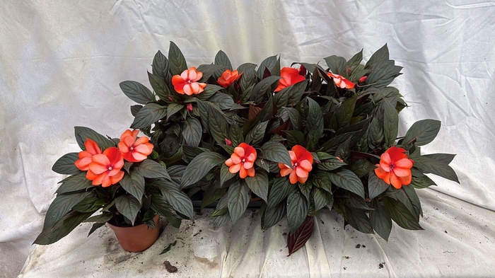 <h4>IMPAT NG OV</h4>