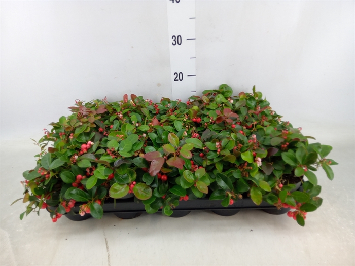 <h4>Gaultheria proc. 'Big Berry'</h4>