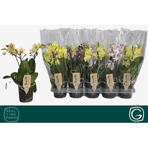 PHAL MF GEM 4 KL