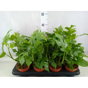 Rhaphidophora tetrasperma