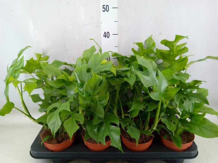 <h4>Rhaphidophora tetrasperma</h4>