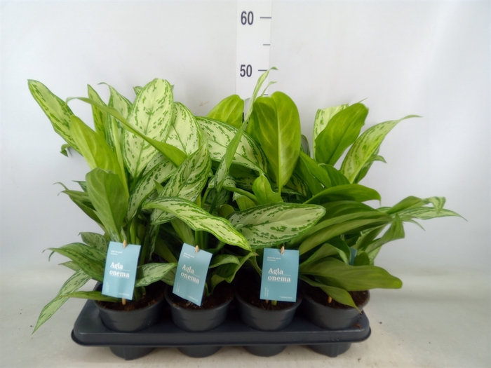 <h4>Aglaonema comm. 'Silver Queen'</h4>