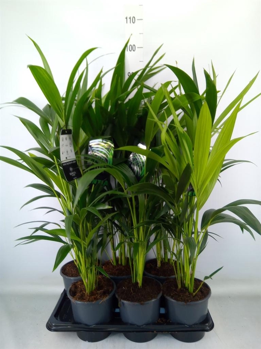 <h4>Howea forsteriana</h4>