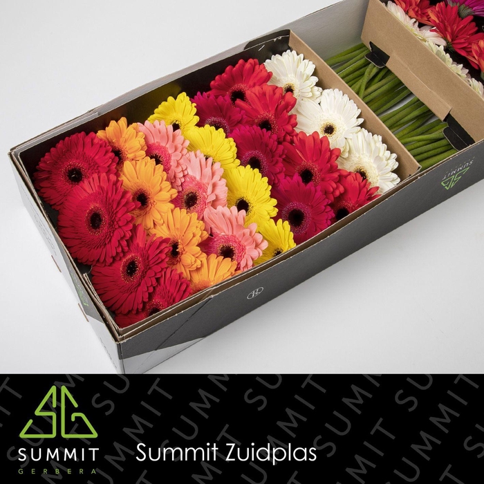 <h4>Gerbera Mix Zwart Hart Doos</h4>