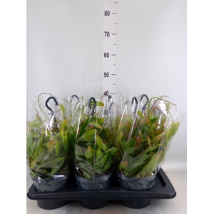 Pseudorhipsalis ramulosa