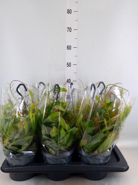 <h4>Pseudorhipsalis ramulosa</h4>