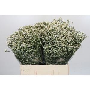 Limonium China White