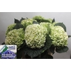 Hydrangea allure classic