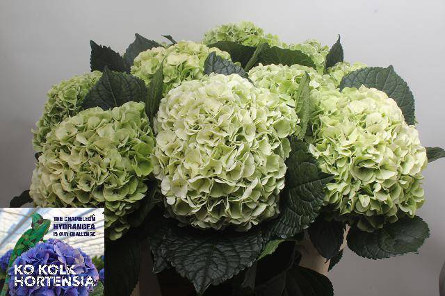 Hydrangea allure classic