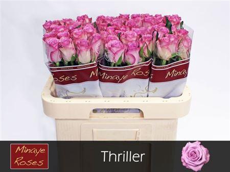 <h4>R Gr Thriller</h4>