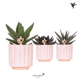 Kolibri Greens Succulenten mix in Flow pot