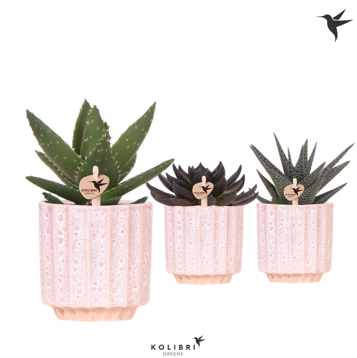 <h4>Kolibri Greens Succulenten mix in Flow pot</h4>