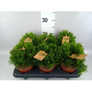 Rhipsalis   ...