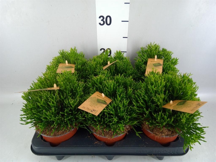 <h4>Rhipsalis ...</h4>