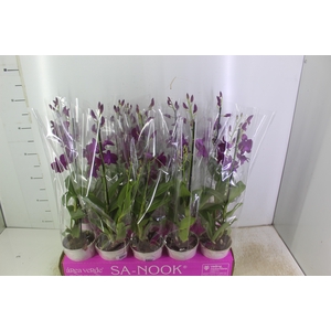 DENPHALAEN P13 2 HT VARIADO