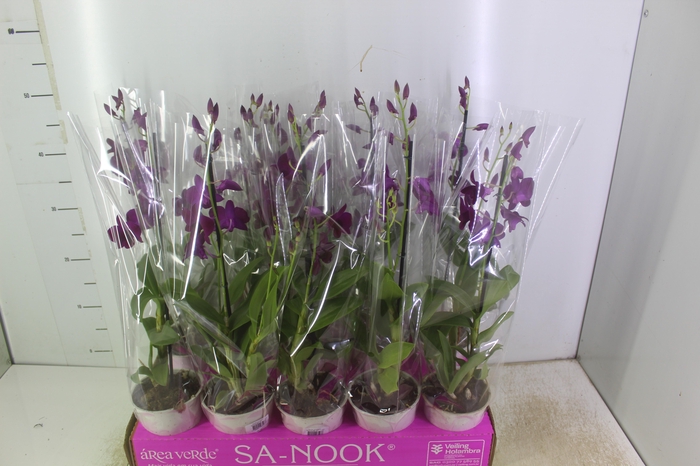 DENPHALAEN P13 2 HT VARIADO