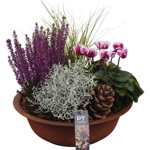 Arr.   Tuinplanten L%