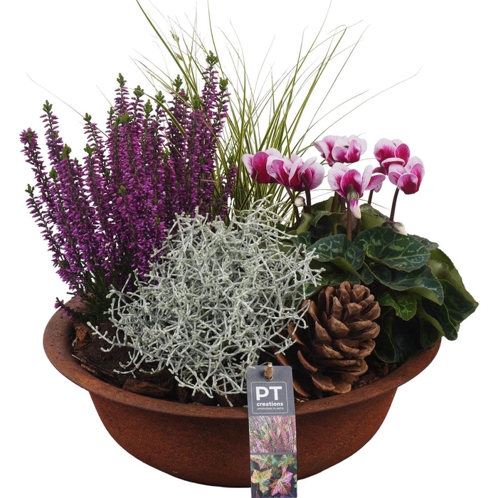 <h4>Arr.   Tuinplanten L%</h4>