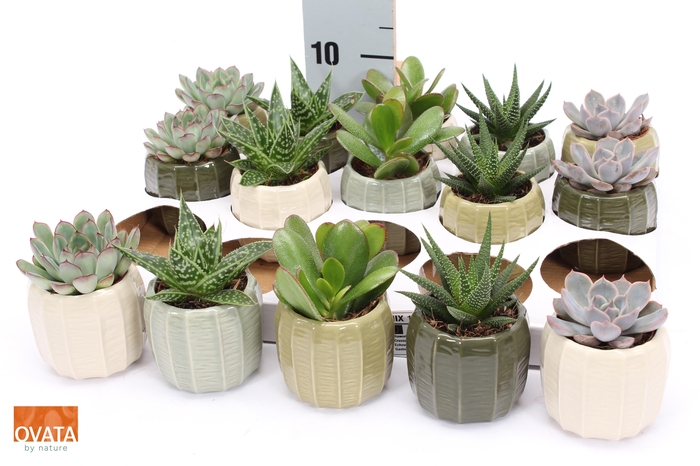 <h4>SUCC GEM 5 SRT</h4>