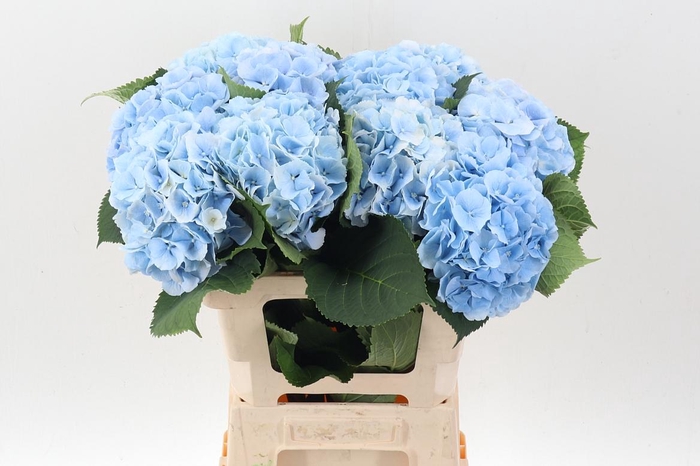 <h4>Hydr M Ch Verena Bl</h4>