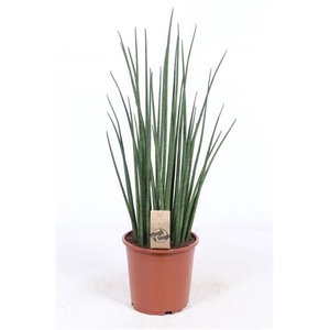 Sansevieria Mikado P19