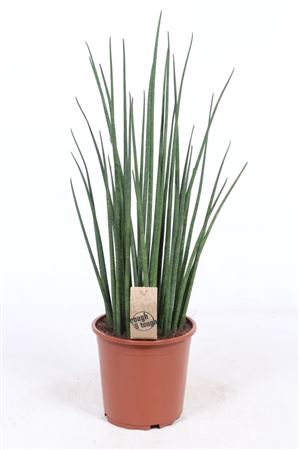 <h4>Sansevieria Mikado P19</h4>
