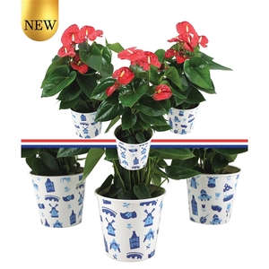 Anthurium xl.9 Jambo Red 14cm met Nederlandse potcover (2 tot 3 weken levertijd) (Ook in 9cm en 12cm verkrijgbaar)