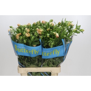 Ranunculus Butterfly Hestia