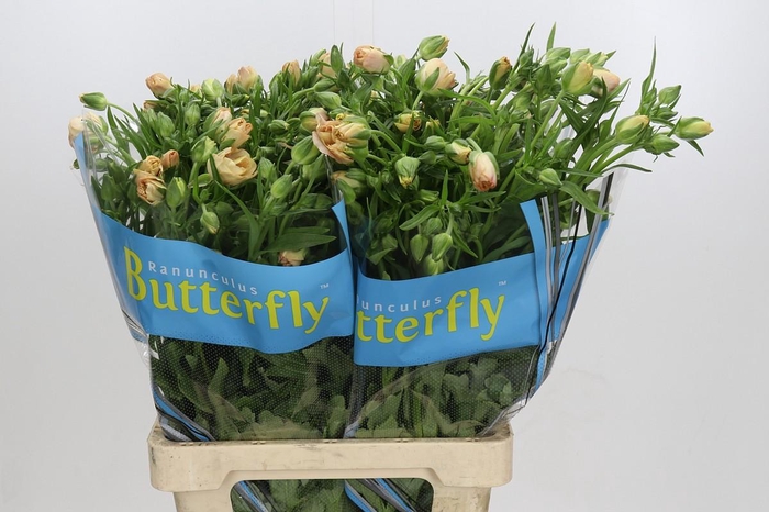 <h4>Ranunculus Butterfly Hestia</h4>