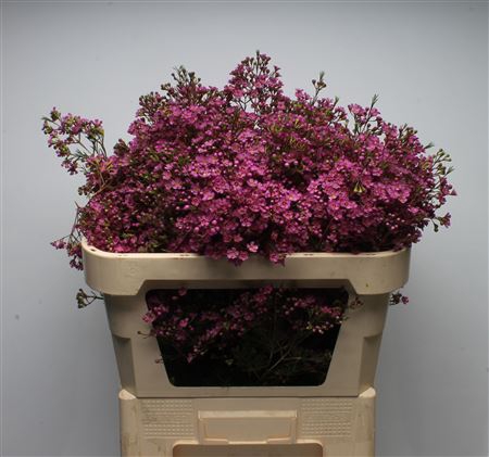 <h4>Chamelauc Ariel</h4>