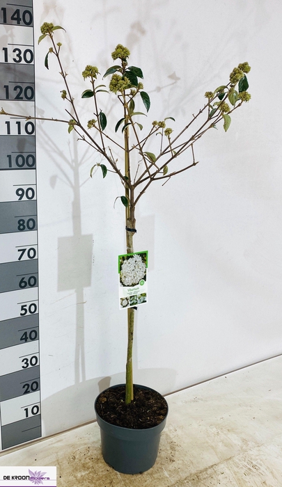 <h4>VIBU ESKIMO</h4>