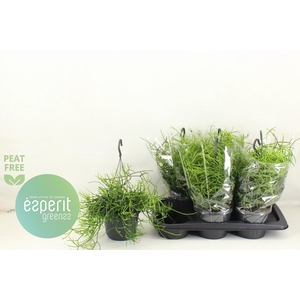 RHIPSALIS HETEROCLAD
