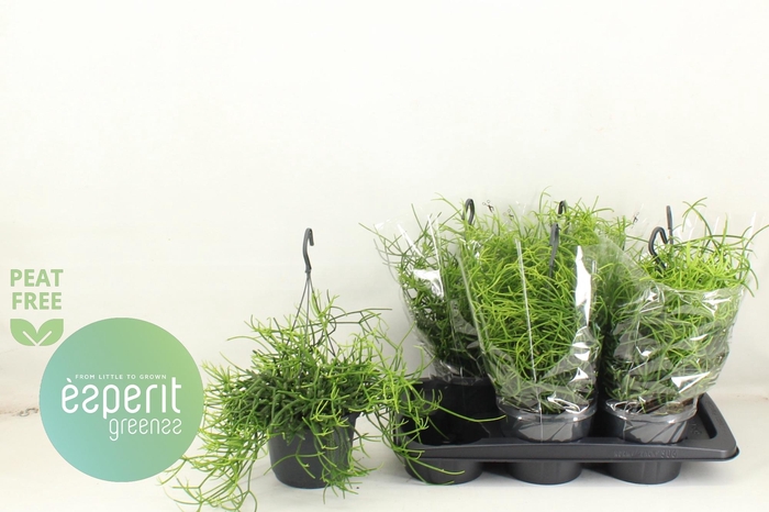 <h4>RHIPSALIS HETEROCLAD</h4>