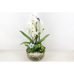 arr2 PL - Bose XL touw phal. wit