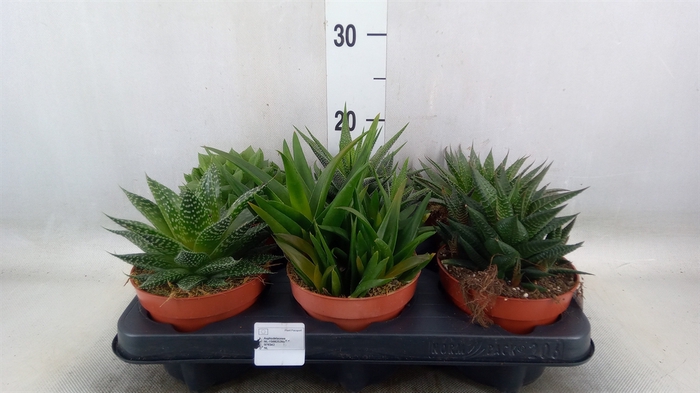 <h4>Aloe   ...mix</h4>