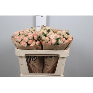 R Tr Gentle Trendsetter