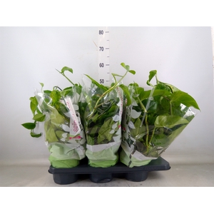 Epipremnum   ...