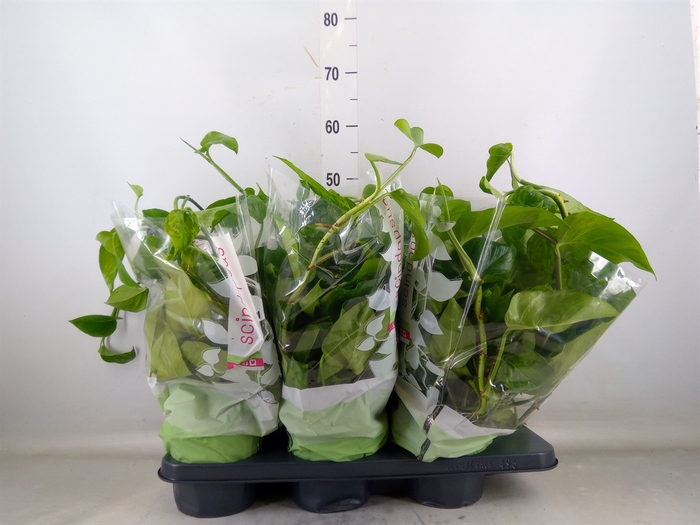 <h4>Epipremnum   ...</h4>
